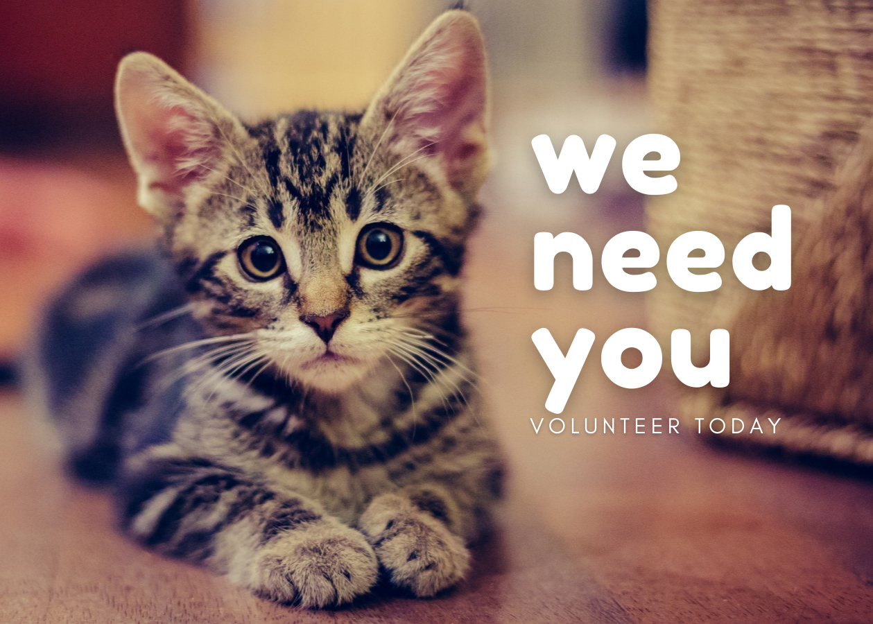 A tabby kitten looking at the camera with the words we need you, volunteer today