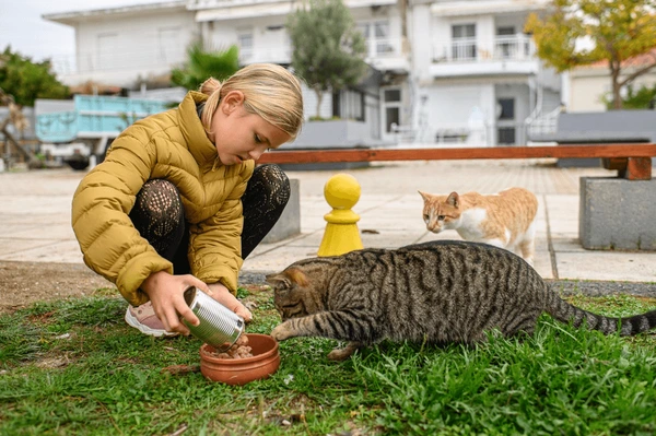 A young volunteer kneels on the grass feeding two stray cats from a small bowl
